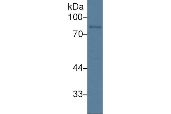 DAO antibody  (AA 27-113)