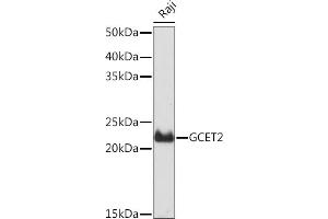 Western blot analysis of extracts of Raji cells, using GCET2 Rabbit mAb (ABIN7267378) at 1:1000 dilution. (GCET2 antibody)
