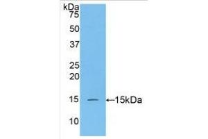 Western Blotting (WB) image for Caspase 3 (CASP3) ELISA Kit (ABIN6574178)