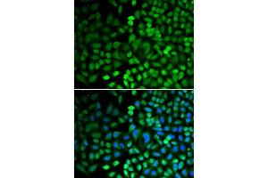 Immunofluorescence (IF) image for anti-Apurinic/Apyrimidinic Endonuclease 1 (APEX1) (AA 1-318) antibody (ABIN3015421)