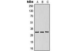 anti-Killer Cell Immunoglobulin-Like Receptor, Two Domains, Short Cytoplasmic Tail, 5 (KIR2DS5) (Center) antibody