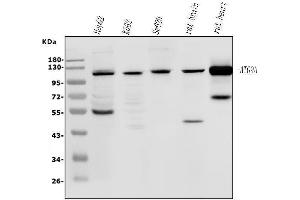 Western blot analysis of ATG9A using anti-ATG9A antibody (ABIN7600676).