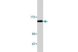 Western blot analysis of COL4A1 polyclonal antibody  in extracts from HeLa cell.