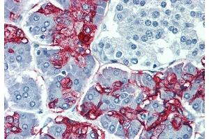 Immunohistochemistry staining of human pancreas (paraffin-embedded sections) with anti-Blood Group Lewis a (7LE). (Blood Group Lewis A antibody)