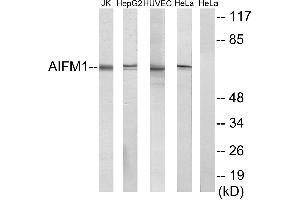 Western blot analysis of extracts from Jurkat cells, HepG2 cells, HUVEC cells and HeLa cells, using AIFM1 antibody. (AIF antibody)