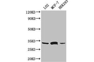 Western Blot Positive WB detected in: LO2 whole cell lysate, MCF-7 whole cell lysate, HEK293 whole cell lysate All lanes: SLC25A6 antibody at 3 μg/mL Secondary Goat polyclonal to rabbit IgG at 1/50000 dilution Predicted band size: 33 kDa Observed band size: 33 kDa (SLC25A6 antibody  (AA 144-175))
