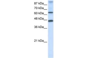 Western Blotting (WB) image for anti-Zinc Finger Protein 79 (ZNF79) antibody (ABIN2461226) (ZNF79 antibody)