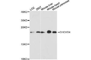 Western blot analysis of extracts of various cell lines, using CHCHD4 antibody. (CHCHD4 antibody  (AA 1-142))