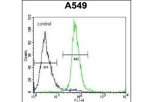 ZNF324B Antibody (C-term) (ABIN654564 and ABIN2844270) flow cytometric analysis of A549 cells (right histogram) compared to a negative control cell (left histogram). (ZNF324B antibody  (C-Term))