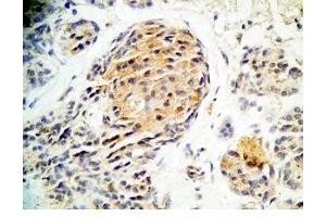 Human pancreas tissue was stained by Rabbit Anti-Augurin Prepro (71-107) (Human) Antiserum (C2orf40 antibody  (Preproprotein))