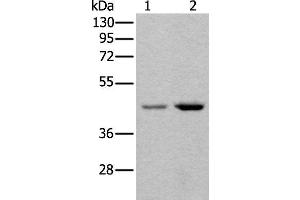 Western blot analysis of 293T and Hela cell lysates using TBX1 Polyclonal Antibody at dilution of 1:400 (T-Box 1 antibody)