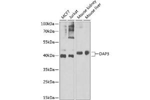 Western blot analysis of extracts of various cell lines, using D Antibody (ABIN6130241, ABIN6139399, ABIN6139400 and ABIN6222773) at 1:1000 dilution. (DAP3 antibody  (AA 159-398))