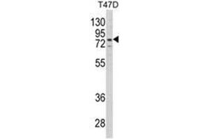 Western blot analysis of LTA4H Antibody (Center) in T47D cell line lysates (35ug/lane). (LTA4H antibody  (Middle Region))