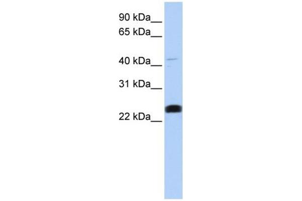 LCLAT1 antibody  (Middle Region)