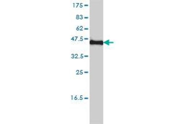KCNF1 antibody  (AA 1-494)