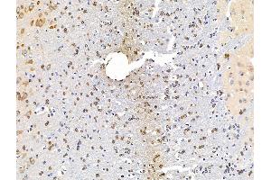 anti-Diacylglycerol Lipase, alpha (DAGLA) (C-Term) antibody