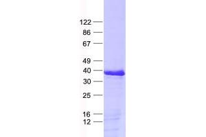 Validation with Western Blot