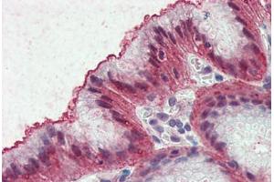 Anti-EMB antibody  ABIN960771 IHC staining of human stomach. (Embigin antibody  (Internal Region))