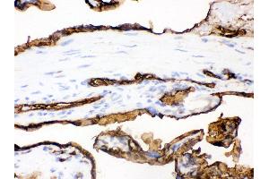 Anti- SLC2A1 Picoband antibody, IHC(F) IHC(F): Human Placenta Tissue
