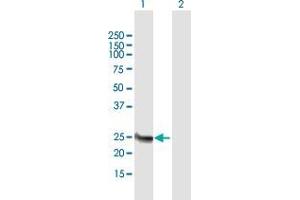 Western Blot analysis of FAM119B expression in transfected 293T cell line by FAM119B MaxPab polyclonal antibody.