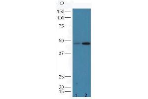 Protein: line1,mouse lung lysates; line2,mouse testicle lysates; Primary: Anti-CD8  at 1: 5000;  Predicted band size:27 kD Observed band size:48 kD (CD8 antibody  (AA 51-150))