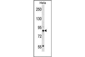 Western blot analysis of ORC3 / LATHEO Antibody (N-term) in Hela cell line lysates (35ug/lane).