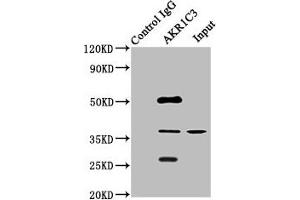 Immunoprecipitating AKR1C3 in HepG2 whole cell lysate Lane 1: Rabbit control IgG instead of ABIN7143694 in HepG2 whole cell lysate. (AKR1C3 antibody  (AA 1-323))