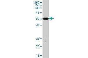 CXorf34 MaxPab polyclonal antibody. (TRMT2B antibody  (AA 1-504))