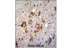 ANKRD34B Antibody (C-term) (ABIN655456 and ABIN2844983) immunohistochemistry analysis in formalin fixed and paraffin embedded human brain tissue followed by peroxidase conjugation of the secondary antibody and DAB staining. (ANKRD34B antibody  (C-Term))