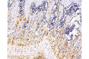 Immunohistochemistry analysis of paraffin-embedded mouse bone using COL2A1 Monoclonal Antibody at dilution of 1:400. (COL2A1 antibody)