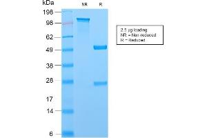 SDS-PAGE Analysis Purified MCM7 Recombinant Rabbit Monoclonal Antibody (MCM7/2756R). (Recombinant MCM7 antibody  (AA 195-319))