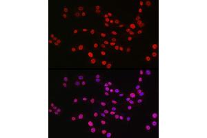 Immunofluorescence analysis of PC-12 cells using MonoMethyl-Histone H3-K9 Rabbit mAb (ABIN7267685) at dilution of 1:100 (40x lens). (Histone 3 antibody  (H3K9me))