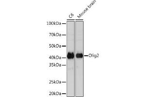 Western blot analysis of extracts of various cell lines, using Olig2 Rabbit mAb (ABIN7269090) at 1:1000 dilution. (OLIG2 antibody)