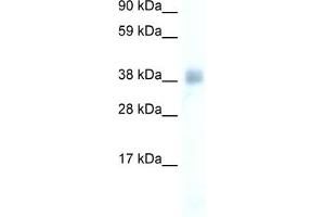 WB Suggested Anti-YY1 Antibody Titration:  0. (YY1 antibody  (Middle Region))