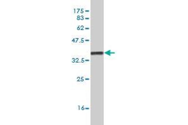 BHLHE41 antibody  (AA 203-282)