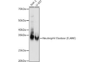 Western blot analysis of extracts of various cell lines, using Neutrophil Elastase (ELANE) antibody (ABIN7266912) at 1:1000 dilution. (ELANE antibody)