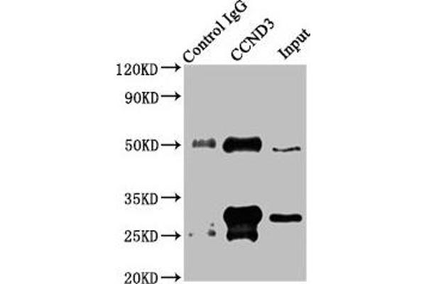 Cyclin D3 antibody  (AA 1-292)