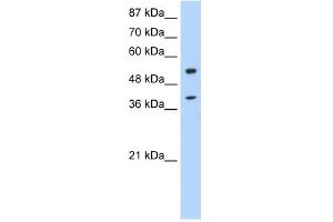 WB Suggested Anti-NOBOX Antibody Titration:  0. (NOBOX antibody  (N-Term))
