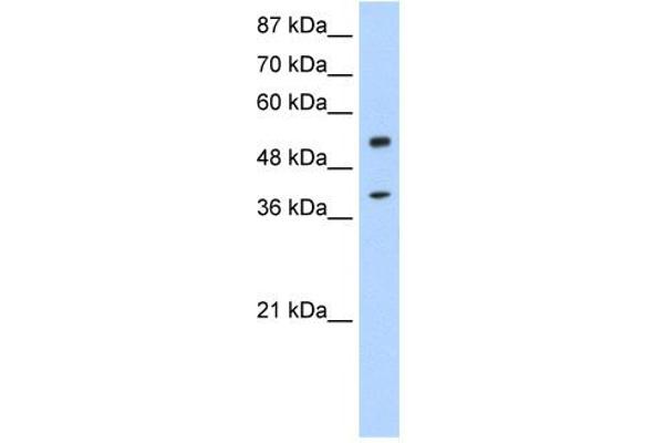 NOBOX antibody  (N-Term)