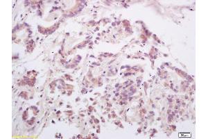 RANKL antibody  (AA 210-317)