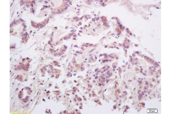 RANKL antibody  (AA 210-317)