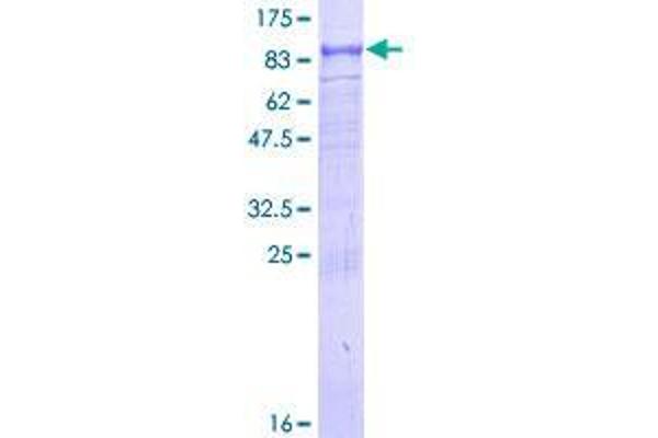 TRAF3IP2 Protein (AA 1-565) (GST tag)