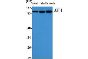 Western Blot (WB) analysis of specific cells using UBF-1 Polyclonal Antibody.