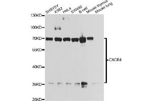 Western blot analysis of extracts of various cell lines, using CXCR4 antibody. (CXCR4 antibody)