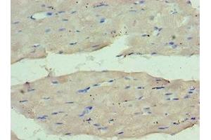 Immunohistochemistry of paraffin-embedded human skeletal muscle tissue using ABIN7159661 at dilution of 1:100 (WDR77 antibody  (AA 1-260))
