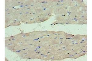 Immunohistochemistry of paraffin-embedded human skeletal muscle tissue using ABIN7159661 at dilution of 1:100 (WDR77 antibody  (AA 1-260))
