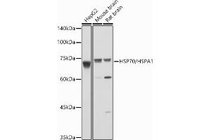 Western blot analysis of extracts of various cell lines, using HSP70/HSP antibody  at 1:1000 dilution. (HSP70 1A antibody  (C-Term))