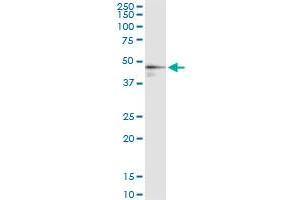 Immunoprecipitation of FDPS transfected lysate using anti-FDPS MaxPab rabbit polyclonal antibody and Protein A Magnetic Bead , and immunoblotted with FDPS purified MaxPab mouse polyclonal antibody (B01P) . (FDPS antibody  (AA 1-419))