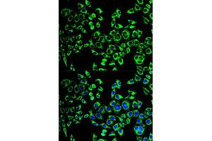 Immunofluorescence analysis of HeLa cells using HSPD1 antibody (ABIN5970357). (HSPD1 antibody)