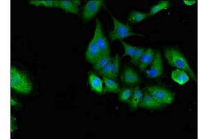 Immunofluorescence (IF) image for anti-Leucine-rich repeat protein SHOC-2 (SHOC2) (AA 3-89) antibody (ABIN7158098)